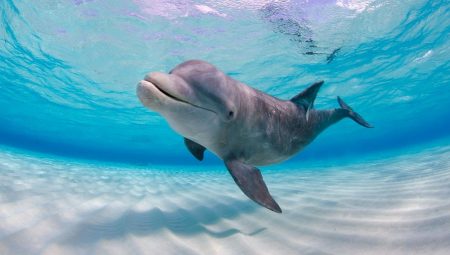 Google’ın yeni yapay zeka modeli: Yunuslarla irtibat kurulabilecek