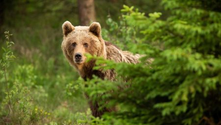 Romanya’da ayı sayısı arttı, hükümet müdahale sinyali verdi
