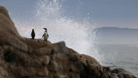 Trump’ın gümrük vergilerine karşı “penguen protesto yürüyüşü” düzenlenecek