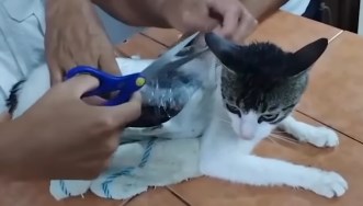 Cezaevinde akılalmaz sistem: Kediyi uyuşturucu kuryesi yaptılar!