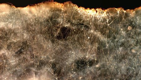 Elektrik ileten yeni bir bakteri tipi keşfedildi