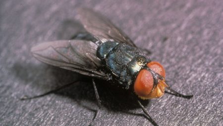 Et yiyen sinek istilası başladı: Bedeni canlı canlı yiyor