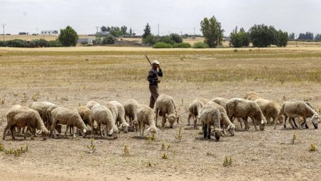Fas tarihinde birinci kere “kurbansız” Kurban Bayramı kutlandı