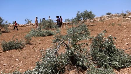 Filistin topraklarını gasbeden İsrailliler, Batı Şeria’da zeytin ağaçlarını kesti