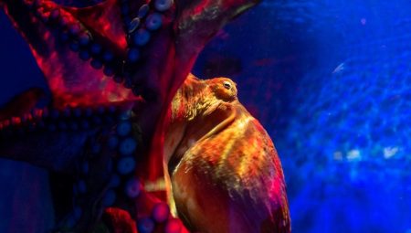 İnsanlık yok olduğunda Dünya’yı ele geçirecek cins muhakkak oldu