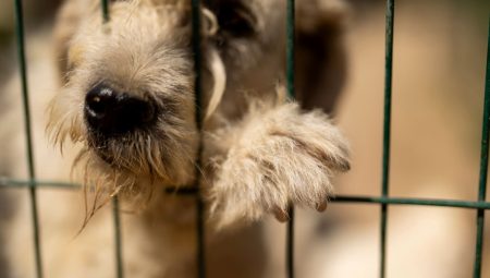 İş gerilimi köpekleri de vuruyor