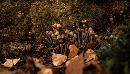 Kaşifleri öldüren mantar kansere tedavi olacak