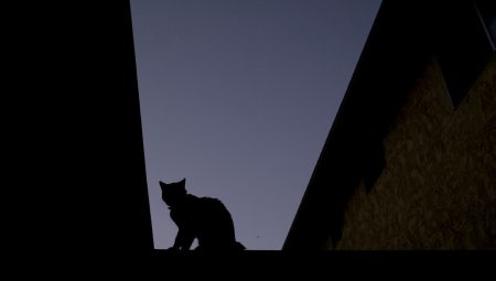 Kedilerin en büyük sırrı çözüldü