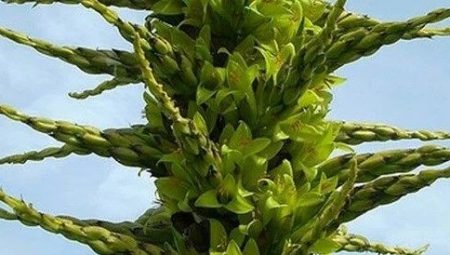 Okul bahçesindeki “koyun yiyen” 10 yıl sonra çiçek açtı