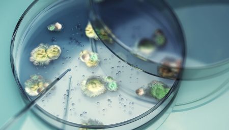 Ölümcül mantar yayılıyor: Bedene sızıyor, içeriden öldürüyor