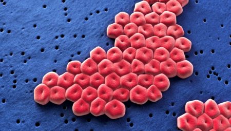 Plastik yiyen süper bakteri hastanelerde yayılıyor