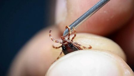 Sıhhat Bakanlığından “Kırım Kongo Kanamalı Ateşi” uyarısı