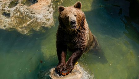 Slovakya’da halka boz ayı eti satılacak