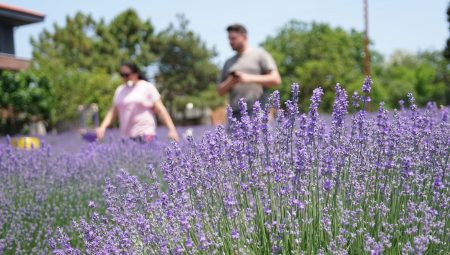Tekirdağ’da mor renkli tarlalara ziyaretçi akını