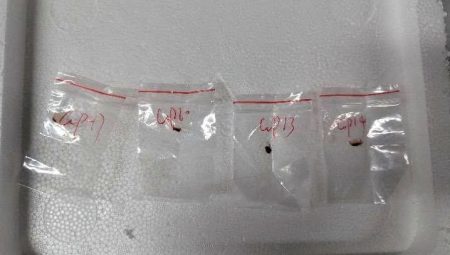 Zehirli mantar operasyonu: Hastalık yayacaklardı, yakalandılar